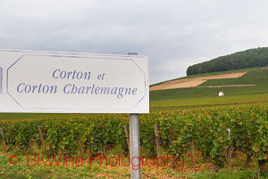 burgundy vineyards