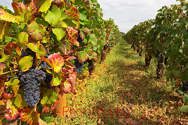 Pinot Noir in a grand cru vineyard in Corton