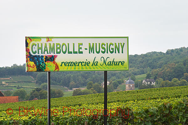 Chambolle-Musigny vineyards in Burgundy