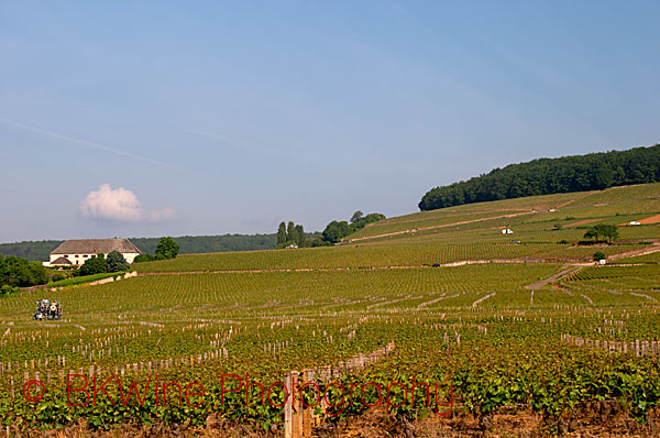 The Corton hill in Burgundy with its vineyards