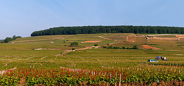 The Corton hill with its vineyards