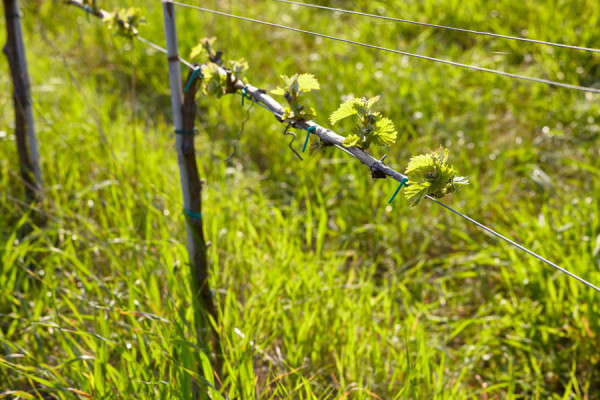 A budding vine in a vineyard in Le Marche