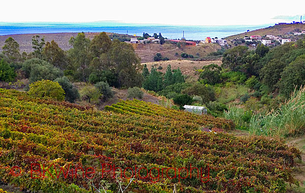 Bonavita vineyards in Faro DOC