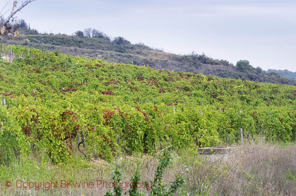 The vineyard Terre D'Argence at Chateau Mourgues du Grès, Costieres de Nimes