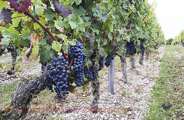 Ripe Cabernet Sauvignon at Chateau de France