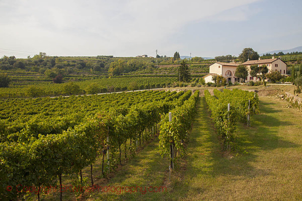 The winery and vineyards at Rubinelli Vajol in Valpolicella