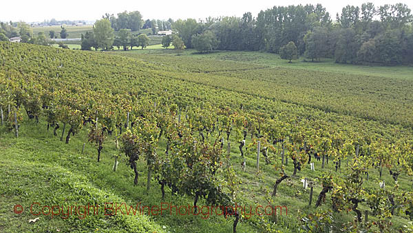 The vineyards, Chateau Tournefeuille