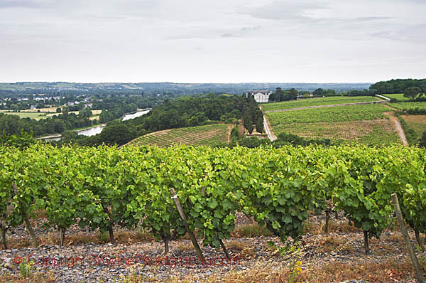 Vineyards in Savennieres, Anjou, Loire, France