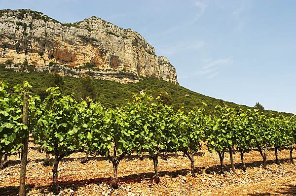 Vineyards in Pic Saint Loup in Languedoc, France