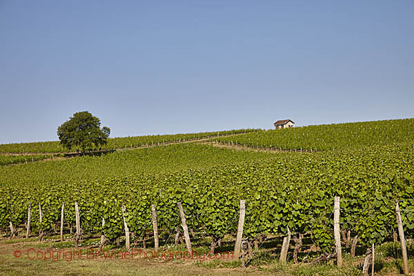 Vineyards in Cahors, south-west France