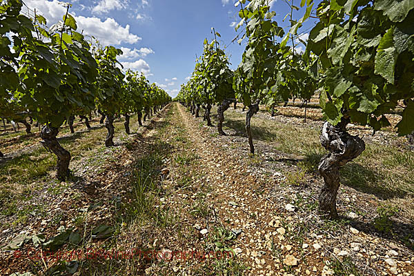 A vineyard in Cahors