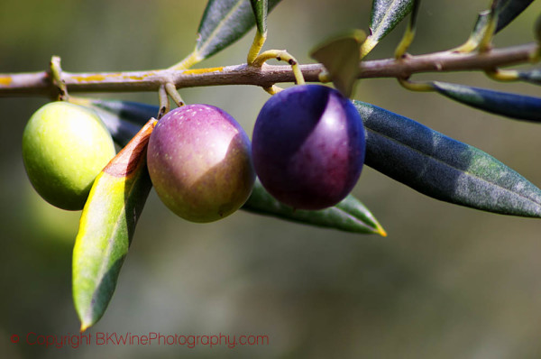 Olives at Chateau St Jean d'Aumieres, Languedoc