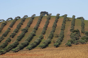 olive grove