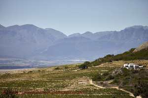 swartland vineyard landscape