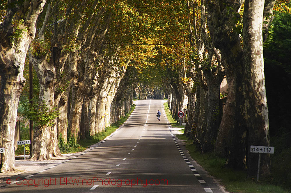 A country road in Provence