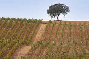 Vineyards with an oak tree in Alentejo,