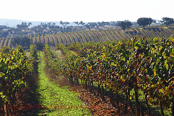 Alicante bouschet in a vineyard in the Alentejo