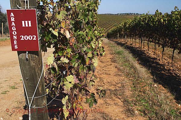 Tempranillo (Aragones) in a vineyard in Alentejo, Portugal