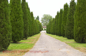 bordeaux tree lined driveway