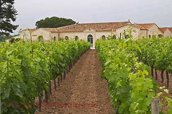 Chateau Petrus, its vineyards with Merlot vines, Pomerol