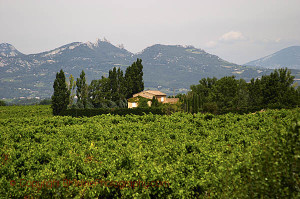 rhone vineyards