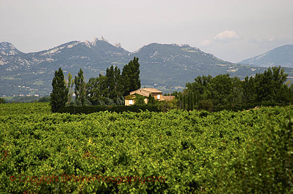 Vineyards by Les Dentelles de Montmirail