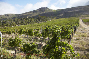 south african vineyard