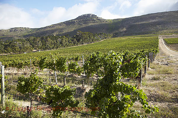 The vineyards at the Steenberg winery in Constantia