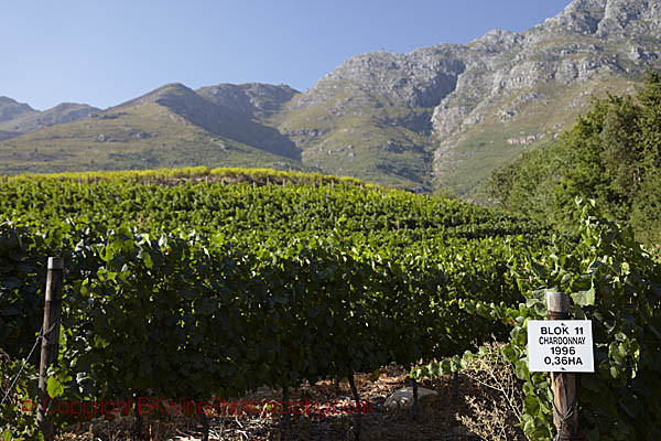 Vineyards in Franschhoek