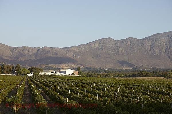 Vineyards in Franschhoek