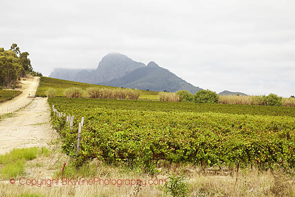 Vineyards at the Anura Winery in Paarl