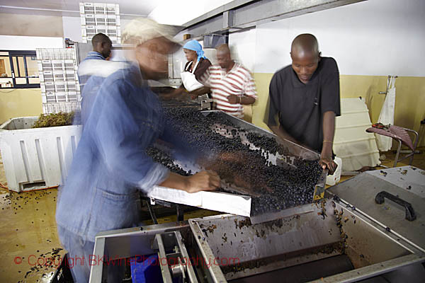 Sorting grapes at Stellekaya in Stellenbosch