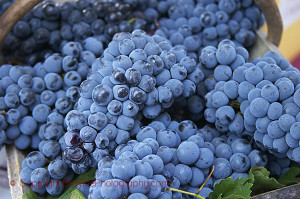 cabernet sauvignon grapes