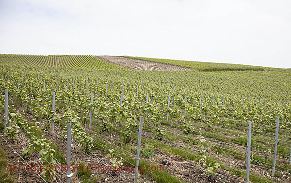 The vineyards at Champagne Heucq