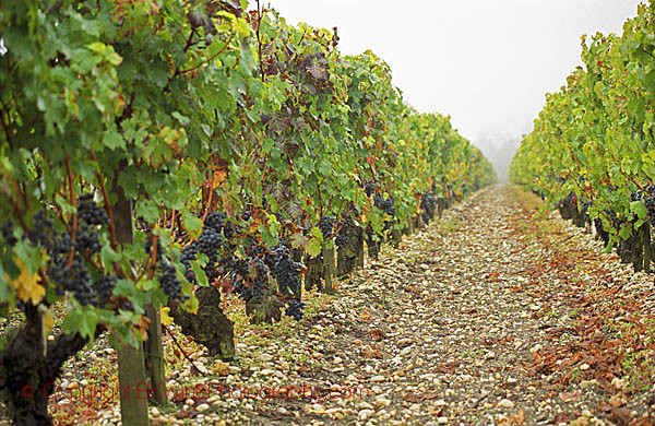 The vineyard of Chateau du Tertre in Margaux