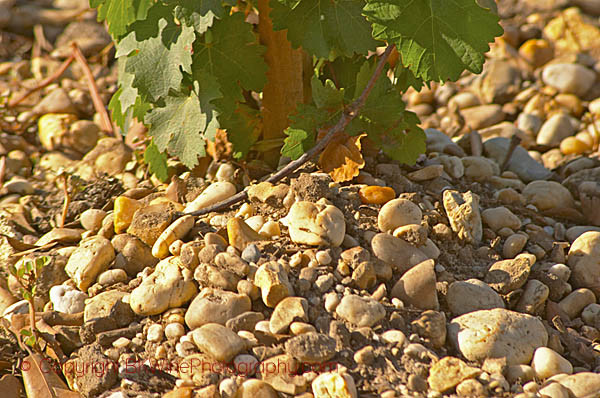 Gravelly soil, old vines, Chateau Belgrave, Medoc