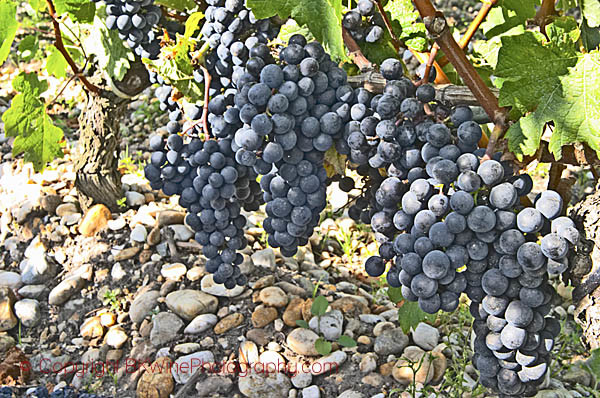 A cabernet Sauvignon vine, Chateau Belgrave, Haut-Medoc