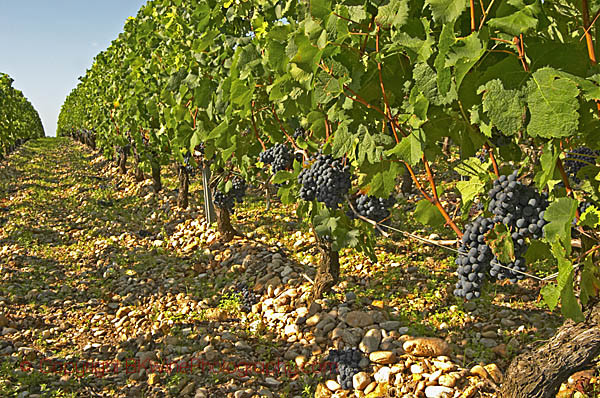 Cabernet Sauvignon vines in the vineyard, Chateau Belgrave, Haut-Medoc