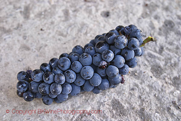 Sangiovese grape bunch in Tuscany