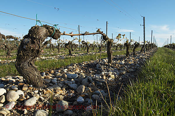 Gravelly soil, old vines, Chateau Belgrave, Medoc