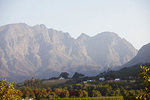 Vineyard landscape in Franschhoek, South Africa