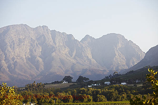 Vineyard landscape in Franschhoek, South Africa