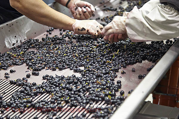 Sorting the grapes at Bodegas Baigorri