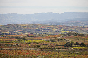vineyards in rioja