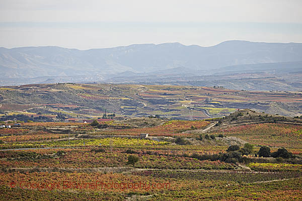 Vineyards around Bodegas Baigorri in Rioja