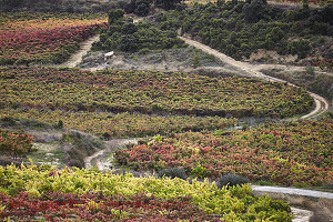 vineyards rioja