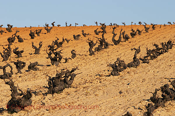 Tempranillo in sandy soil, Castile and Leon