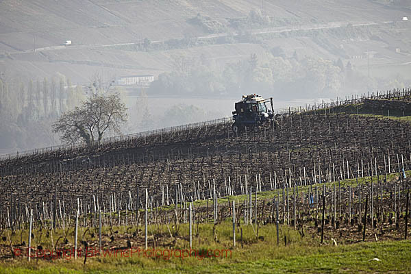 A vineyard in Vallee de la Marne, Champagne