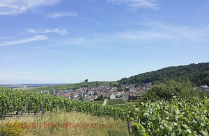 champagne vineyards