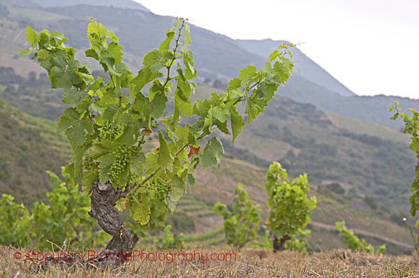 Old vines in a vineyard in Roussillon